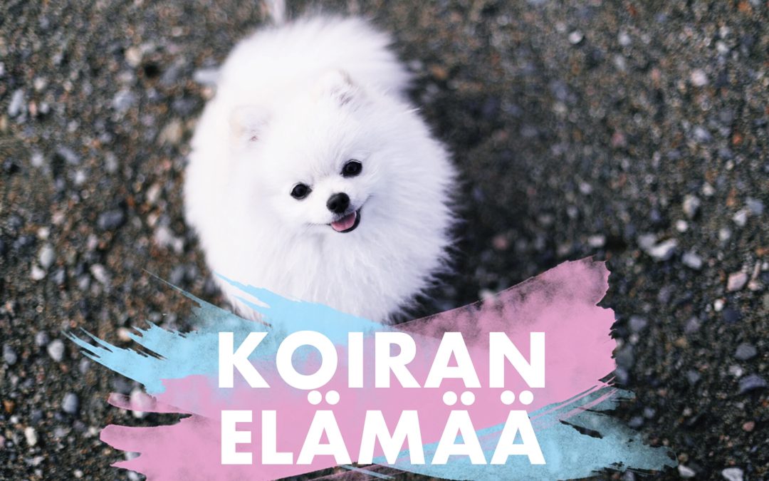 VIDEO: 10 TUTTUA TILANNETTA KOIRAN KANSSA