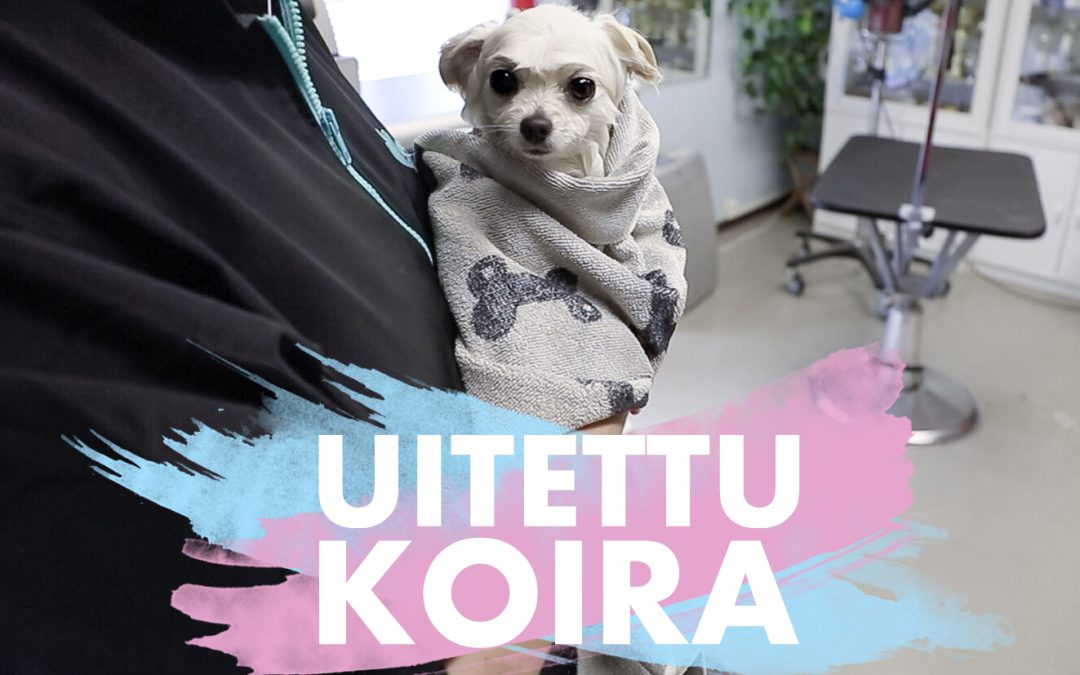 VIDEO: KAKSI VIIKKOA VEGAANINA